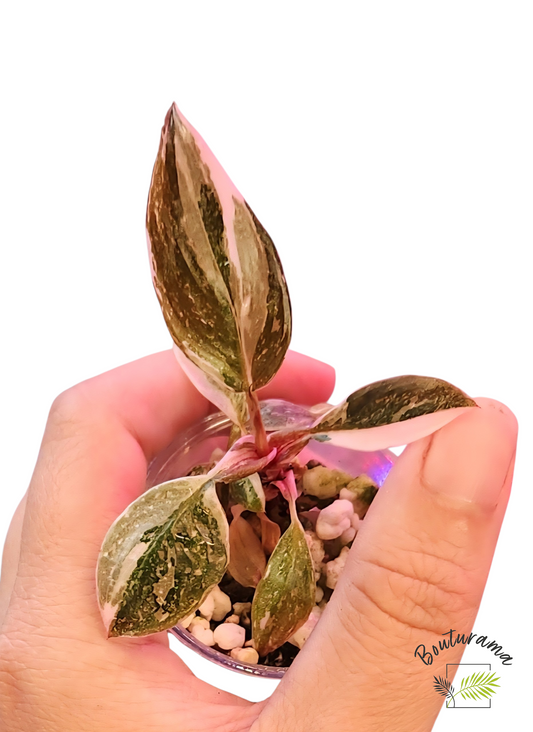 Philodendron Red Anderson (tc)