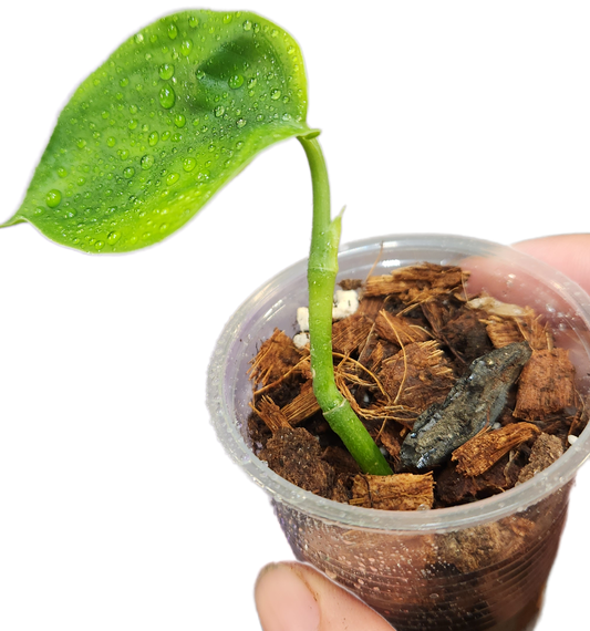 Scindapsus Jade Satin Mint - Possible Revert
