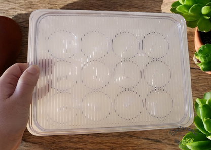 Plateau semi-hydro / pour bulbilles d'alocasias