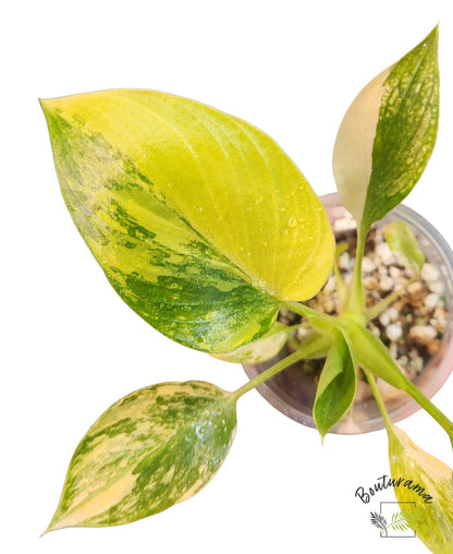 Philodendron Warscewiczii Variegata (tc)