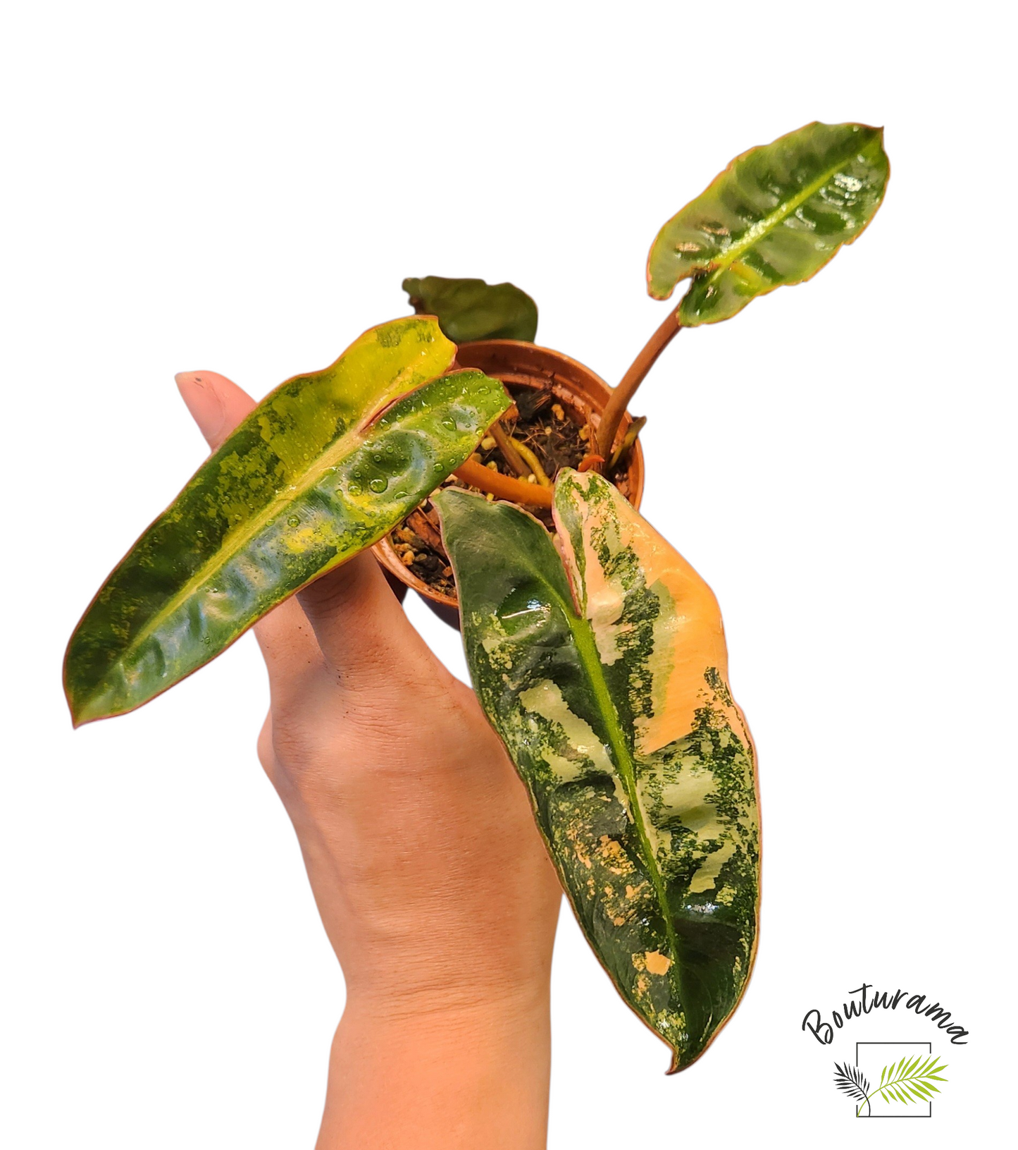 Philodendron Billietiae Variegata