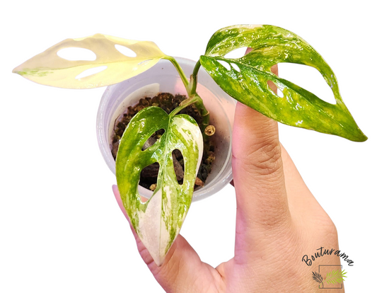 Monstera Acuminata Albo Mint