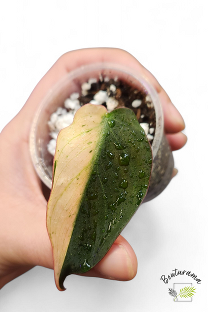 Philodendron Micans Mint