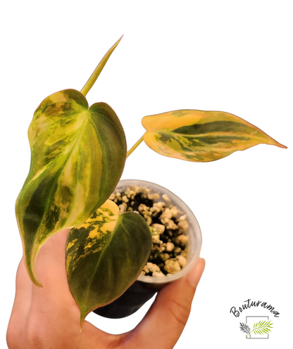 Philodendron Micans Variegata