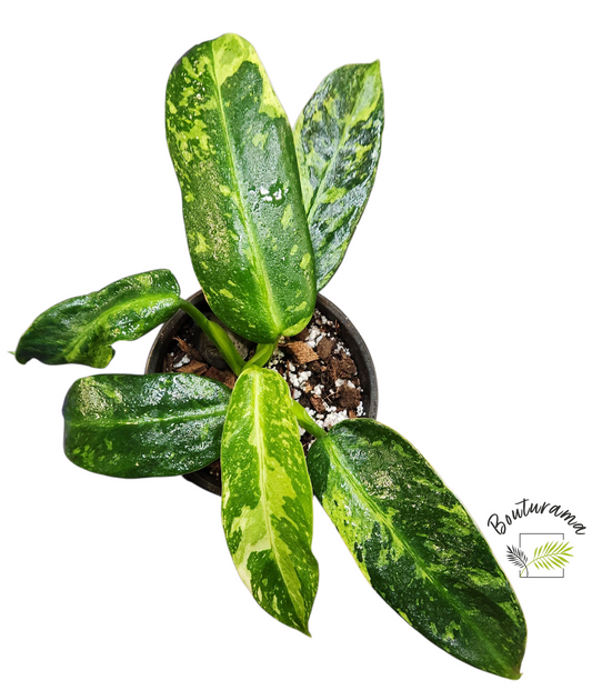Philodendron Jose Buono