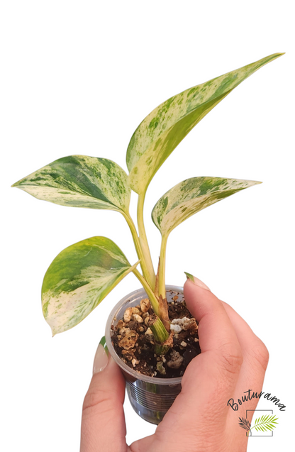 Pothos Marble Queen