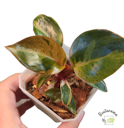 Philodendron Red Congo Dwarf Mint Variegated