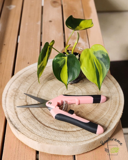 Ciseau à plante - Rose