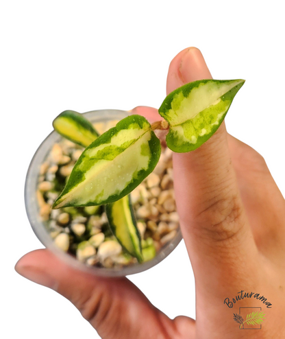 Hoya Carnosa Krimson Princess