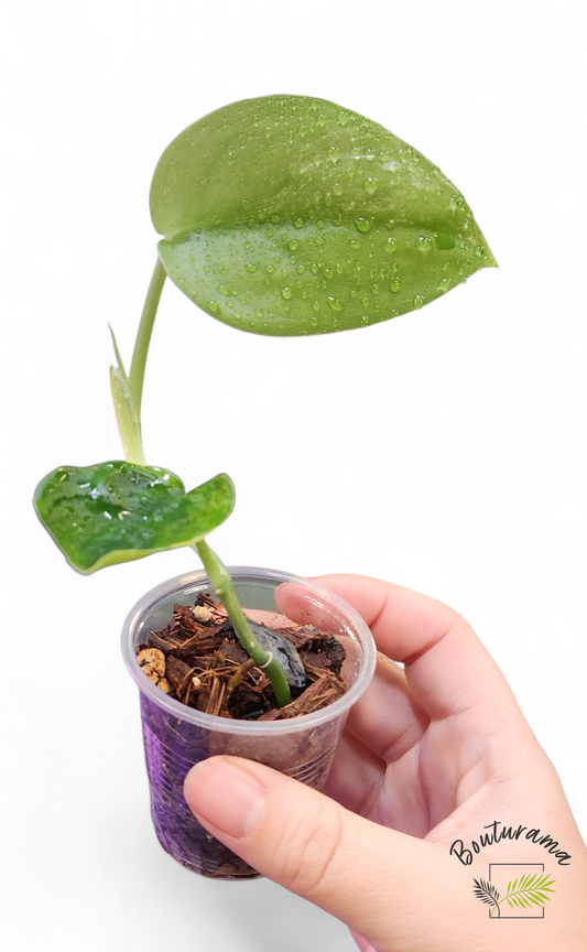 Scindapsus Jade Satin Mint - Possible Revert