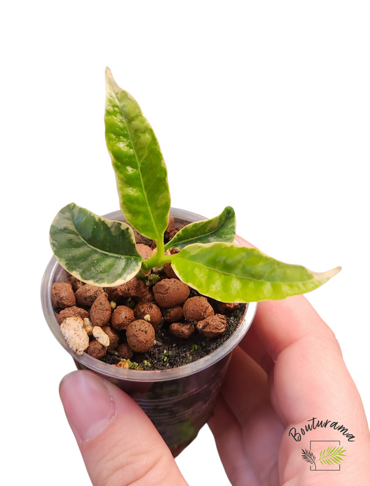 Hoya Multiflora White Margins Variegated