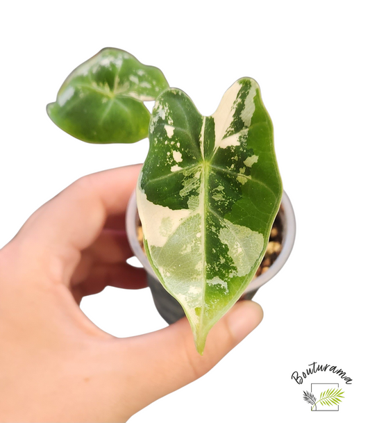Alocasia Frydek Variegata