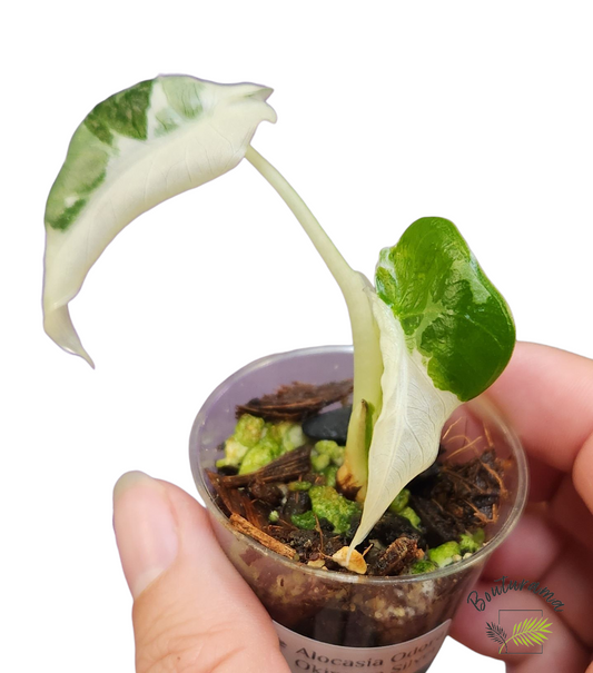 Alocasia Okinawa Silver