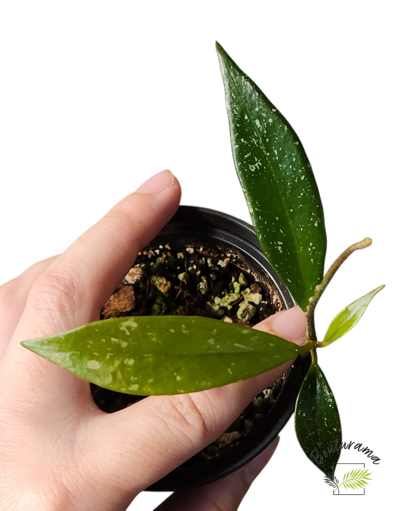 Hoya Publicalyx Splash