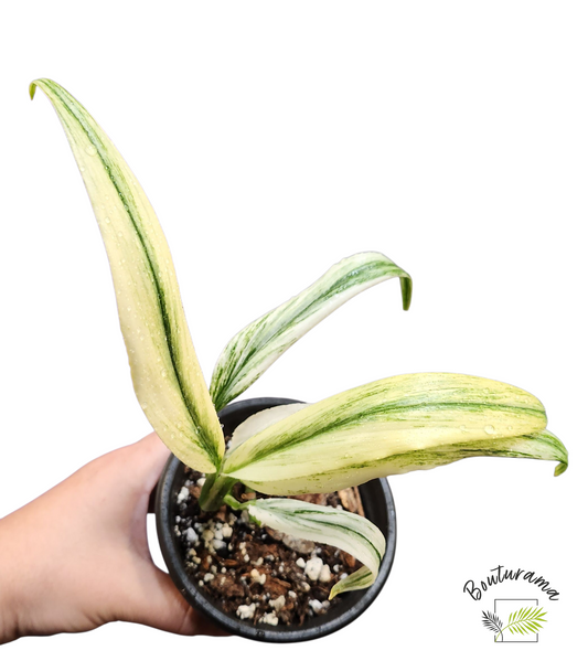 Epipremnum Amplissium Silver Stripe Variegata