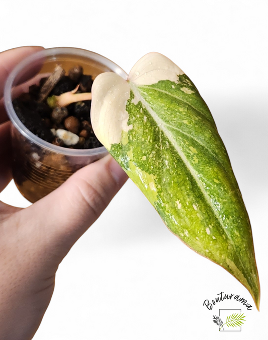 Philodendron Gloriosum Variegata