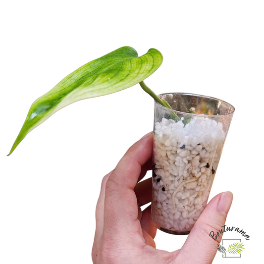 Scindapsus White Monster