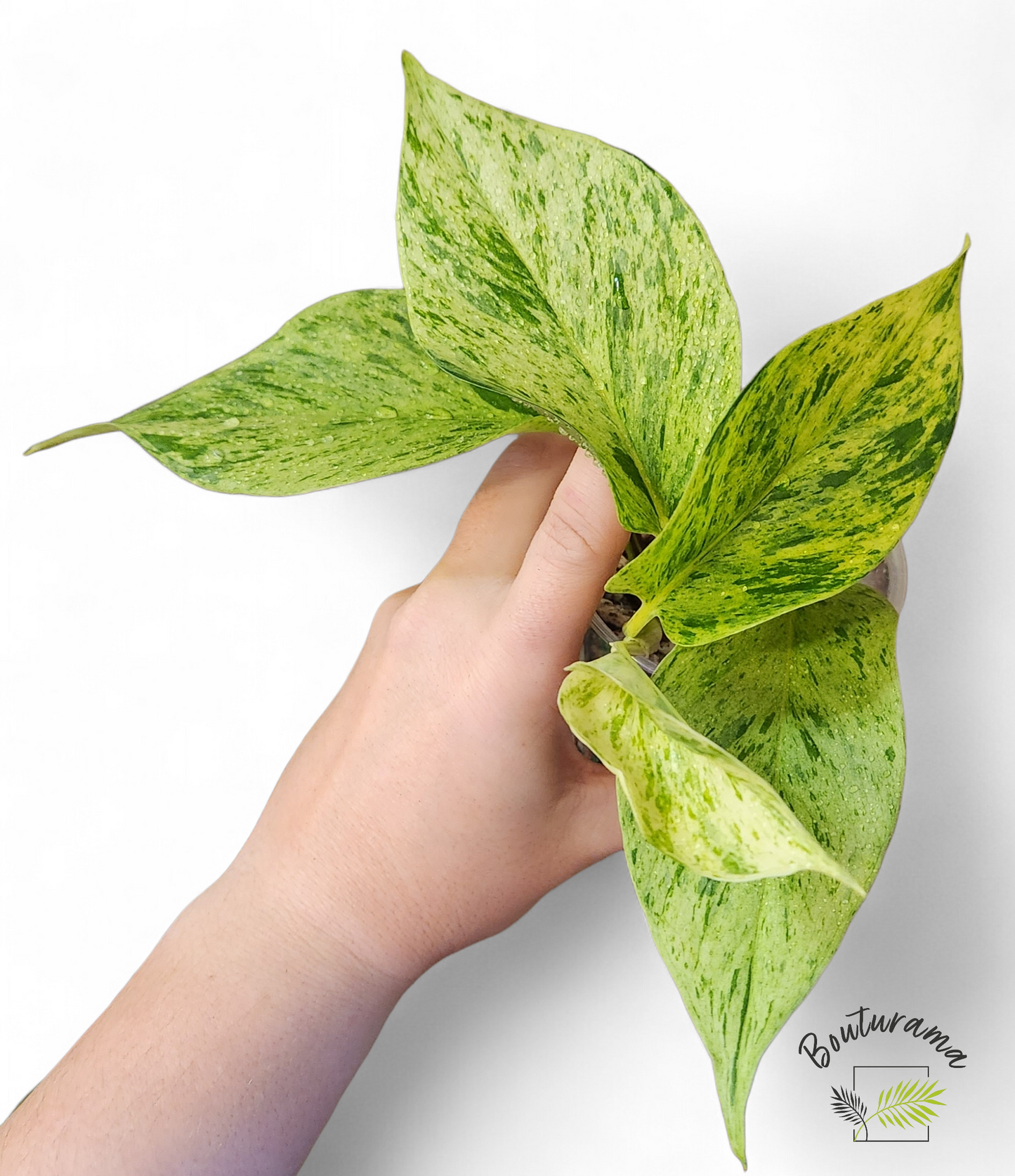 Pothos Marble Queen