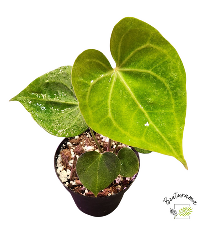 Anthurium Clarinervium