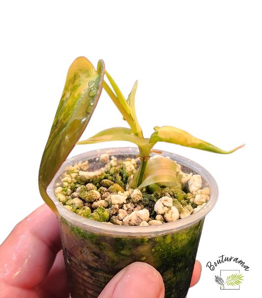 Philodendron Micans Mint