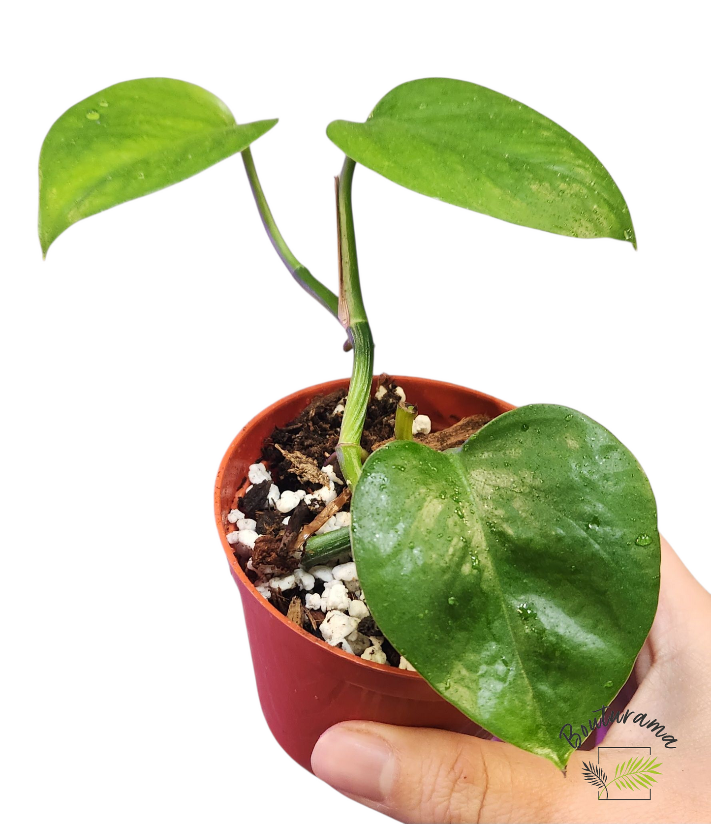 Pothos Golden