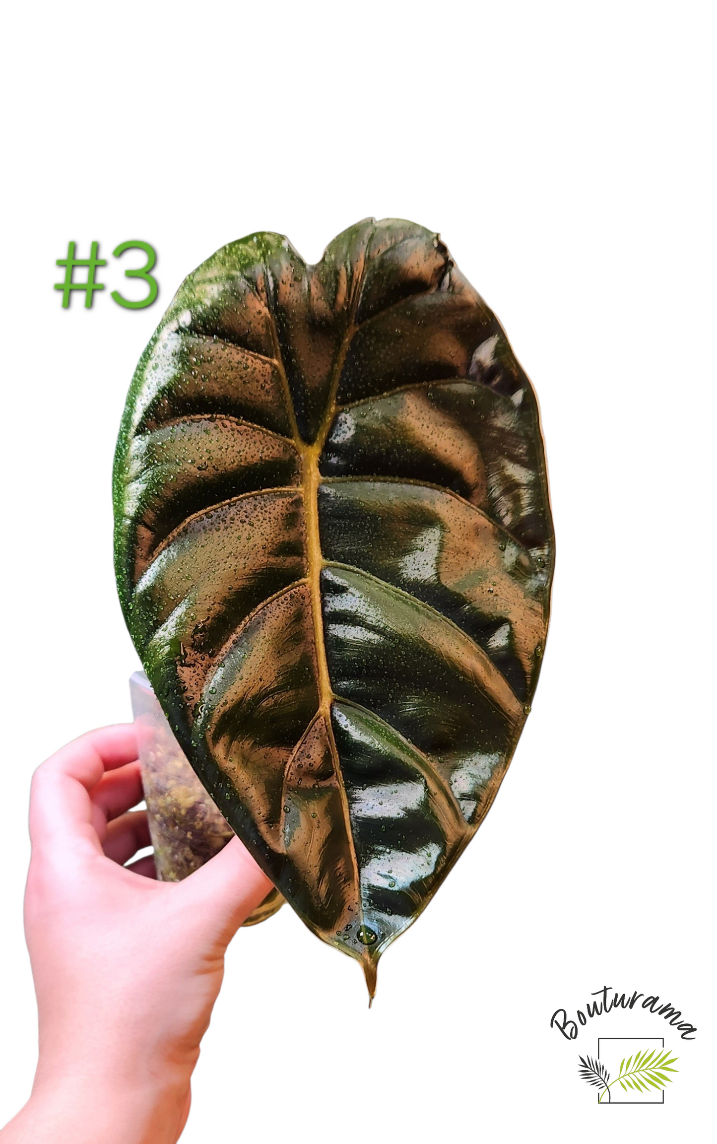 Alocasia Golden Bone