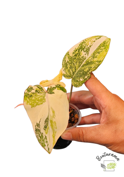Philodendron Gloriosum Variegata