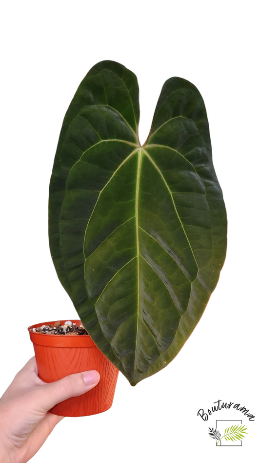 Anthurium Papillilaminum x Dark Phoenix