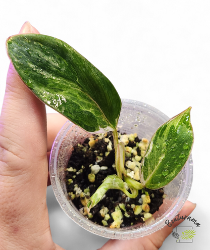 Philodendron Emerald Ice Aurea variegated