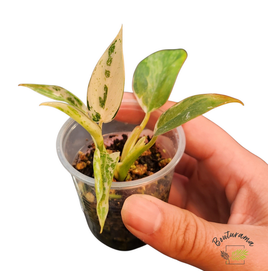 Philodendron Emerald Ice Variegata