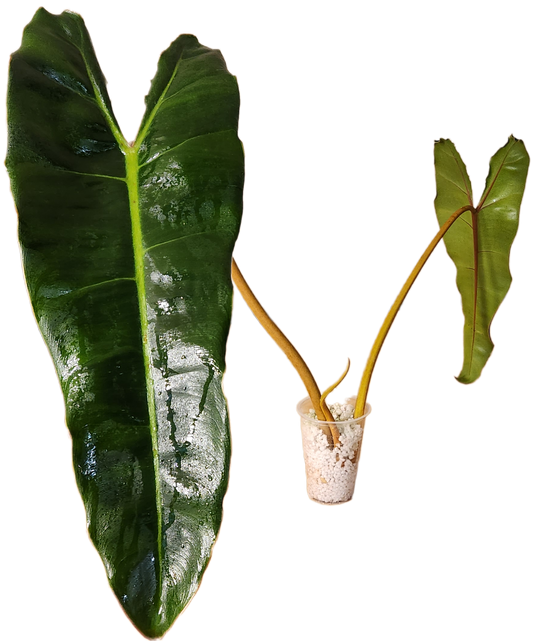 Philodendron Billietiae