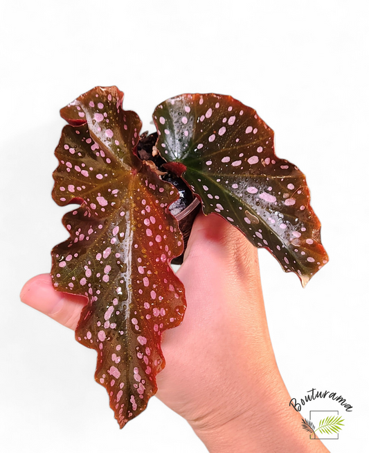 Begonia Cracklin Rosie