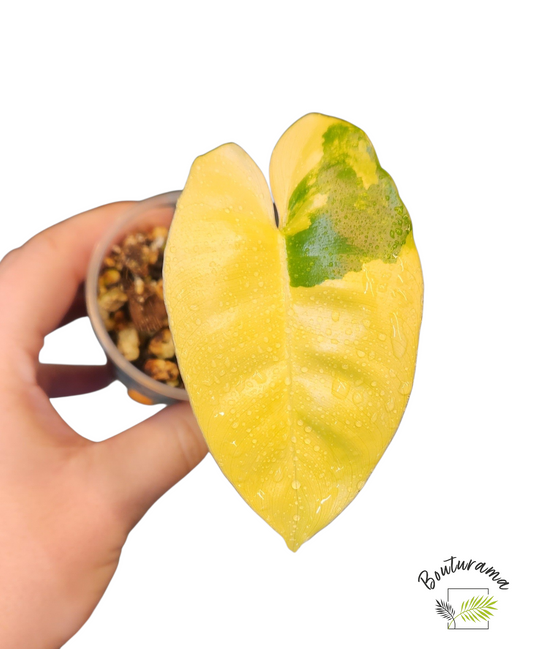 Philodendron Burle Marx Variegata