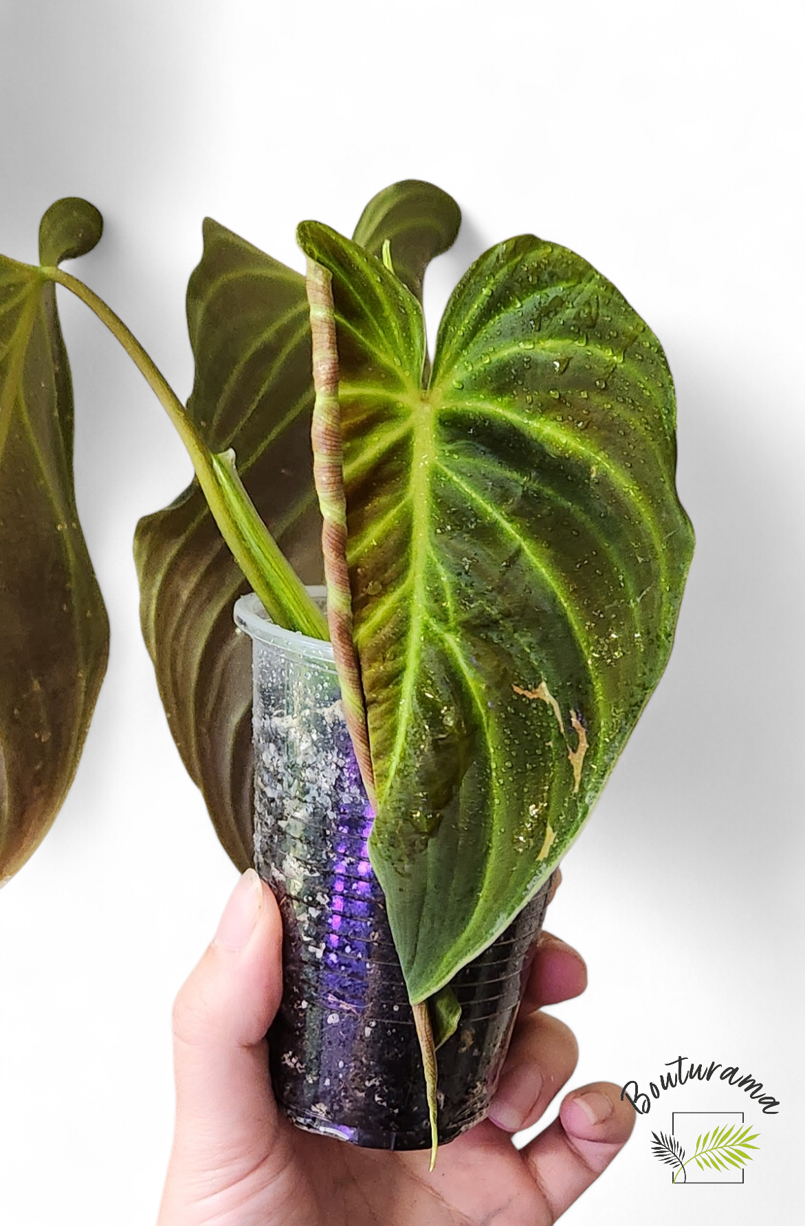 Philodendron Splendid