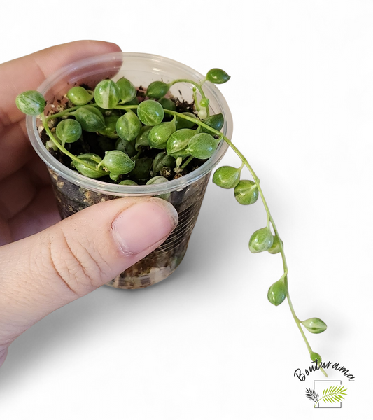 Chaine de perles Variegata