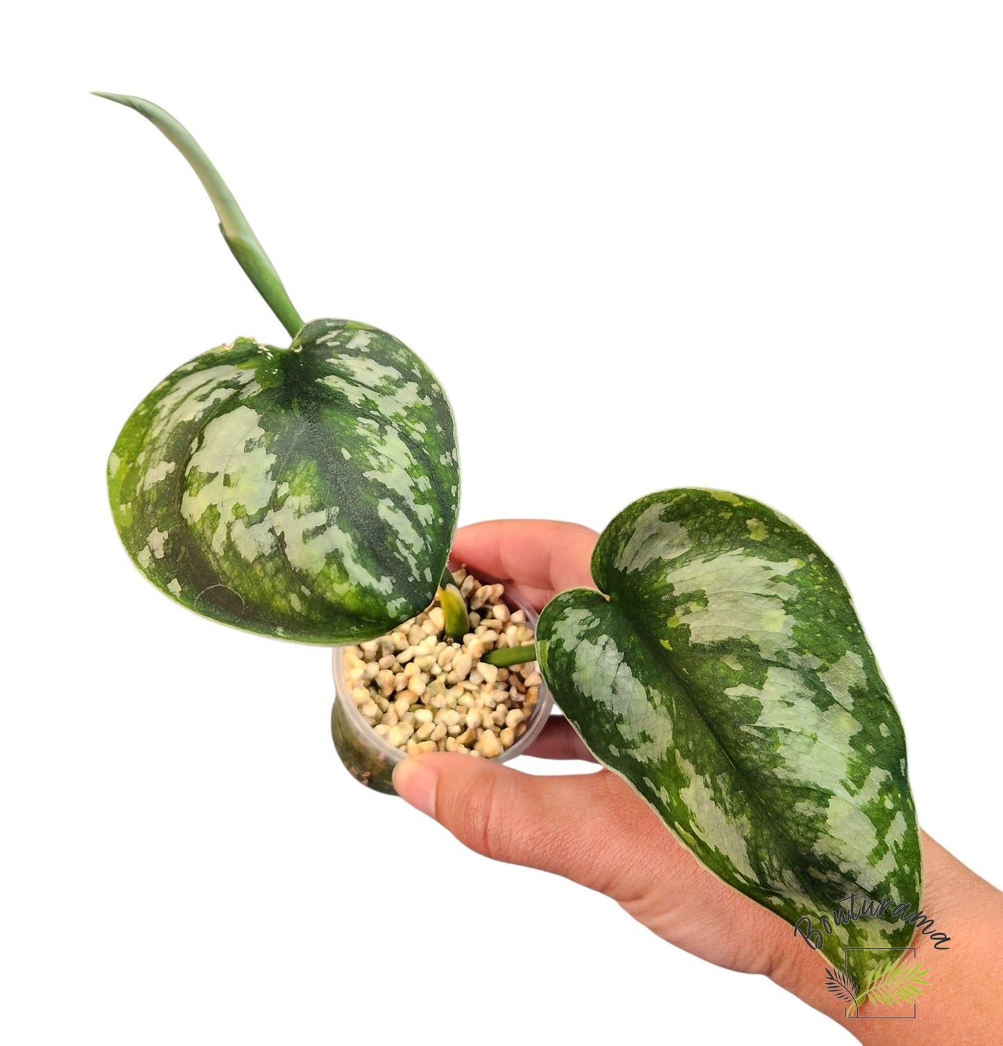 Scindapsus Baticon