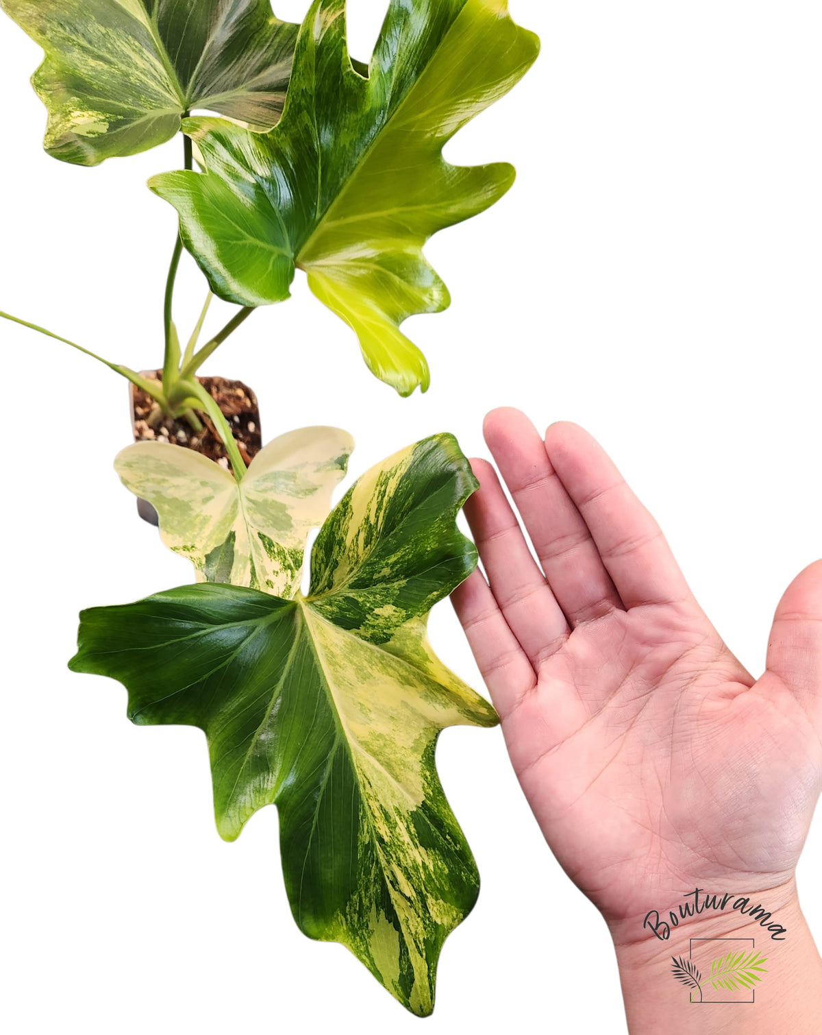 Philodendron Williamsii Variegated