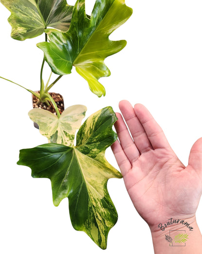 Philodendron Williamsii Variegated