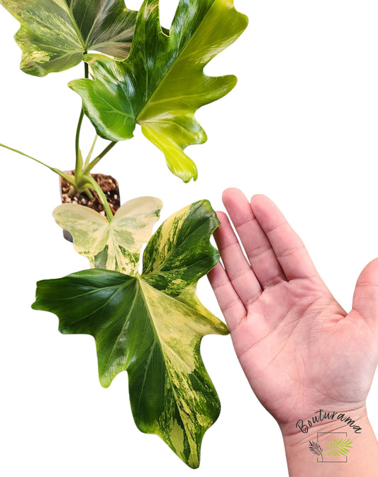 Philodendron Williamsii Variegated