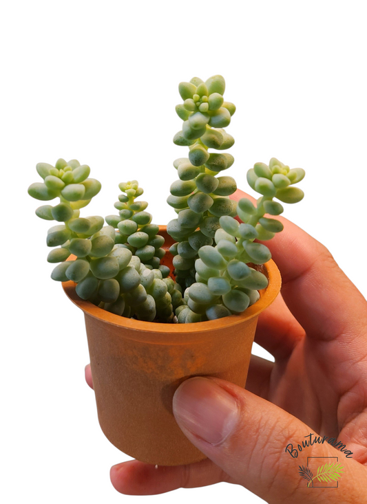 Sedum Burrito