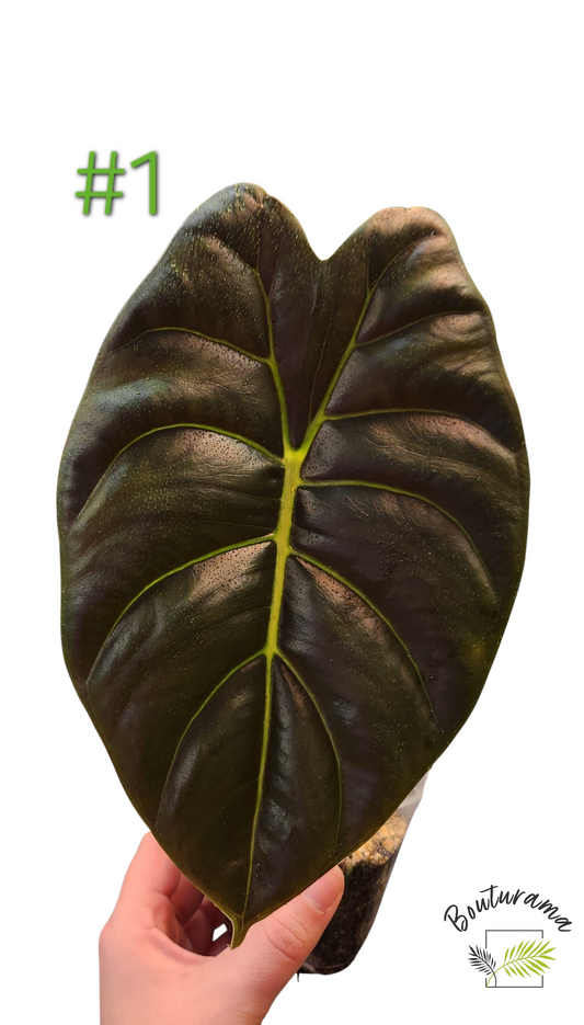 Alocasia Golden Bone