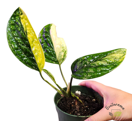 Monstera Peru Variegata
