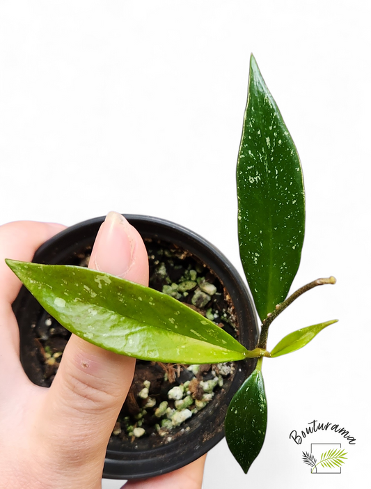 Hoya Publicalyx Splash