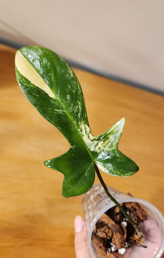 Philodendron Florida Beauty