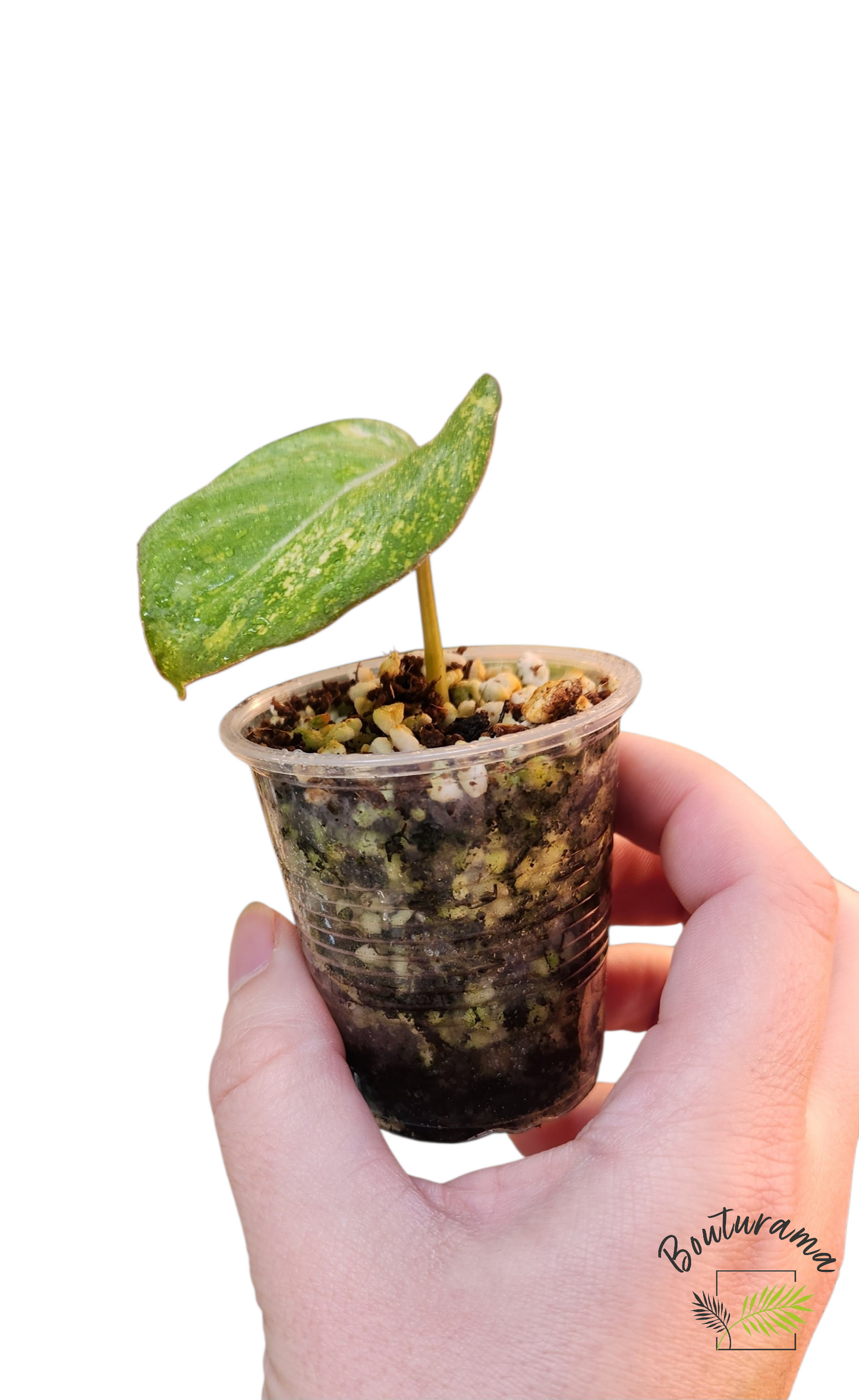 Philodendron Gloriosum Variegata