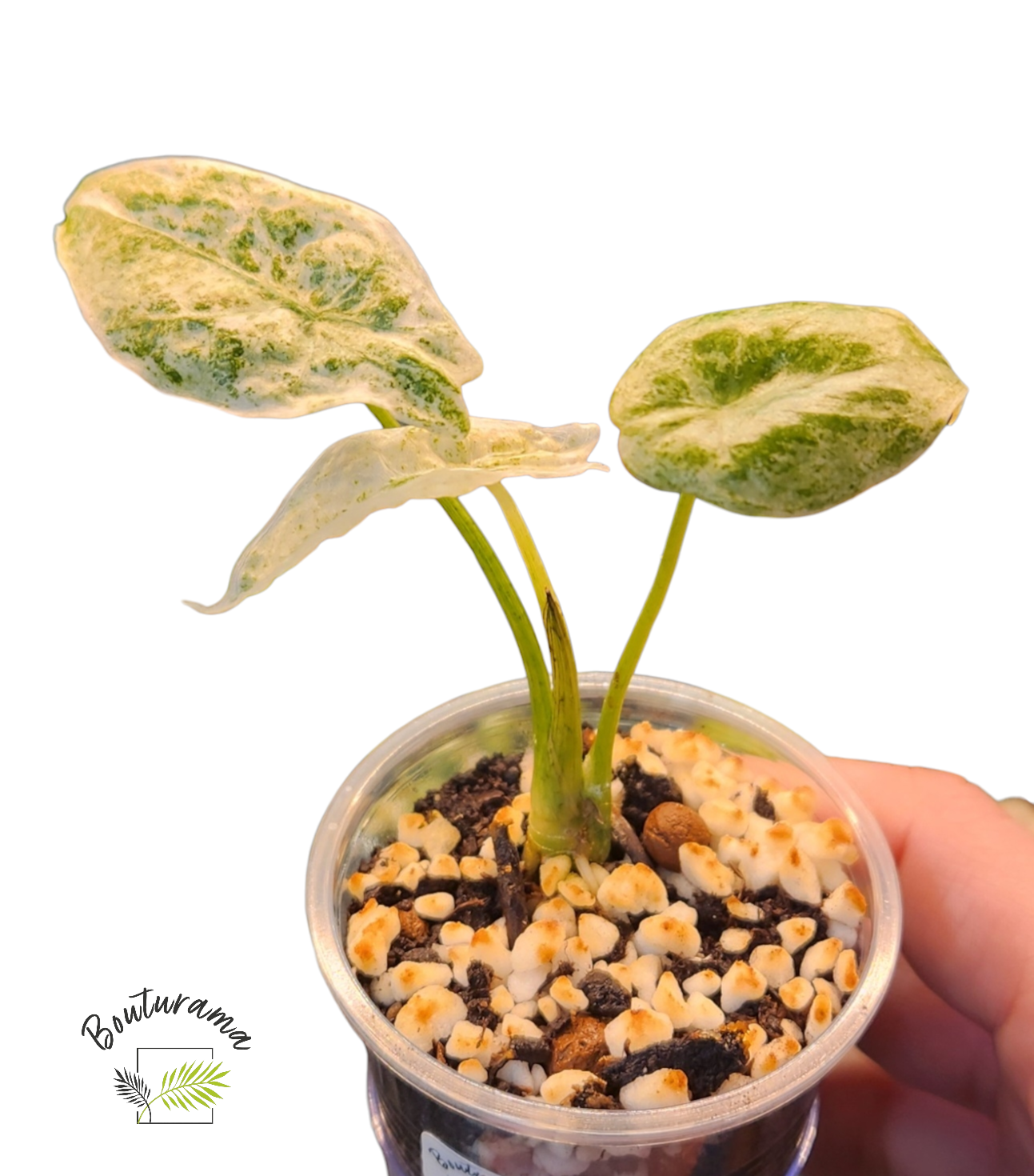 Alocasia Longiloba Mint