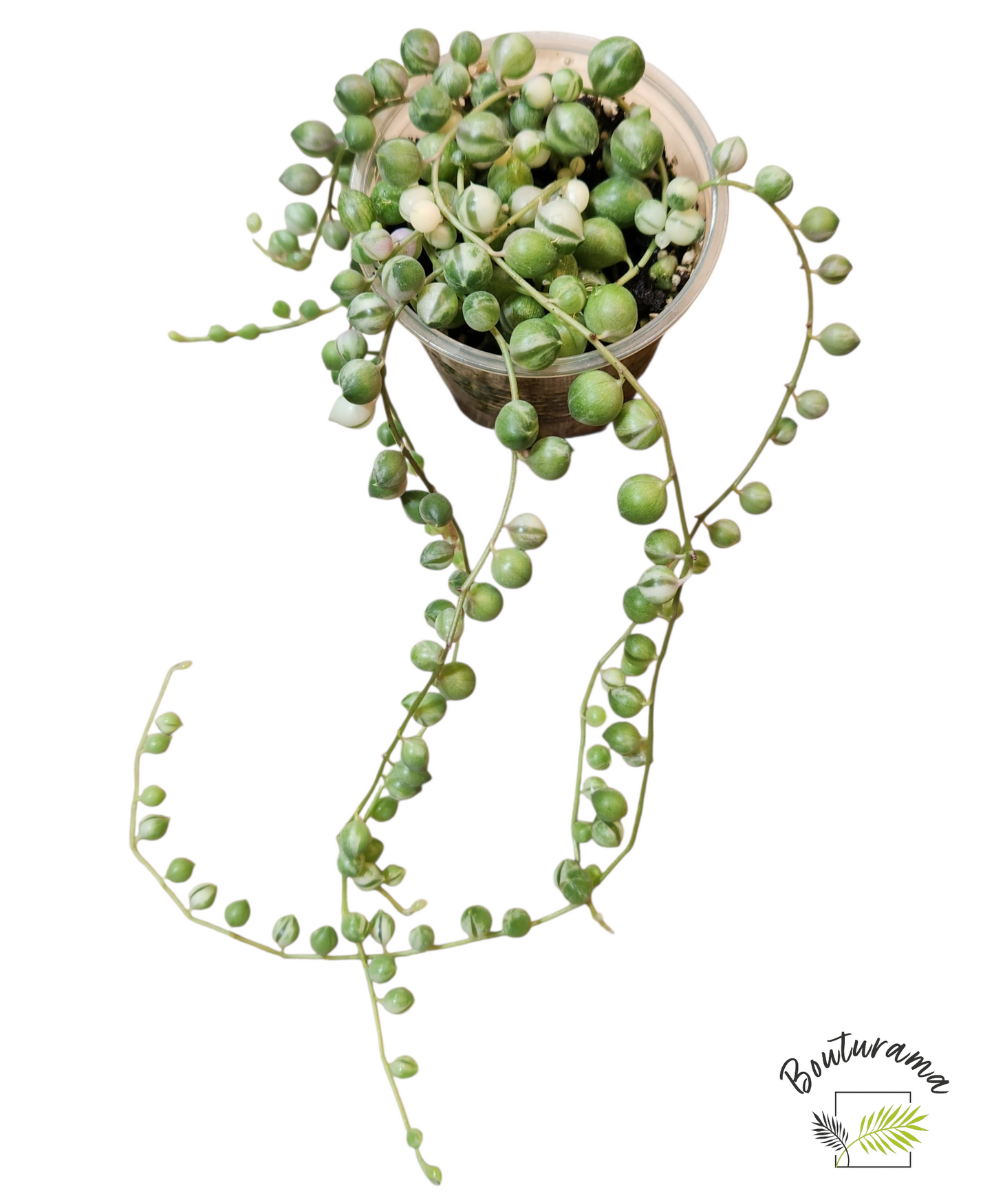 Chaine de perles Variegata