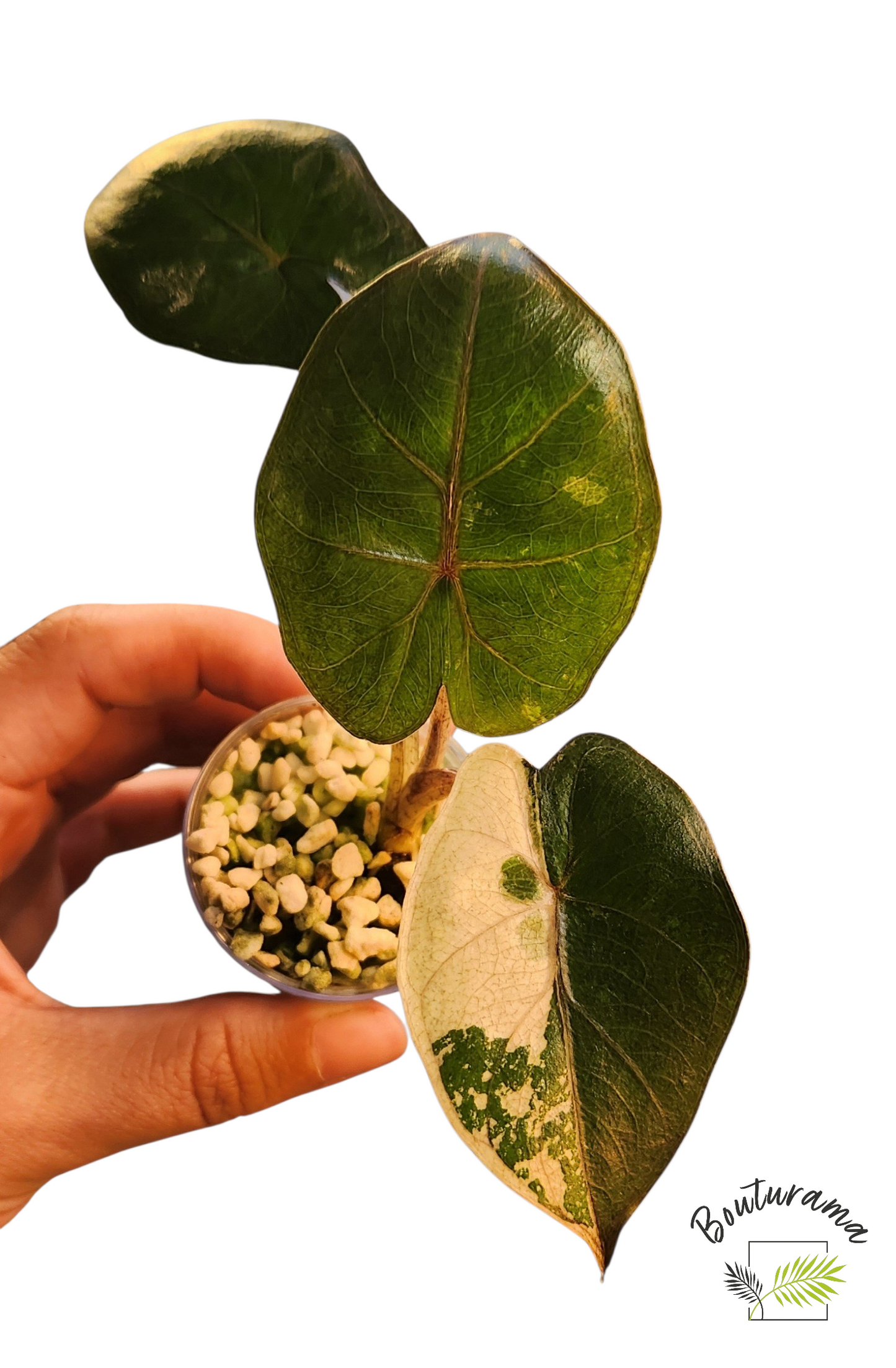 Alocasia Yucatan Princess Variegata