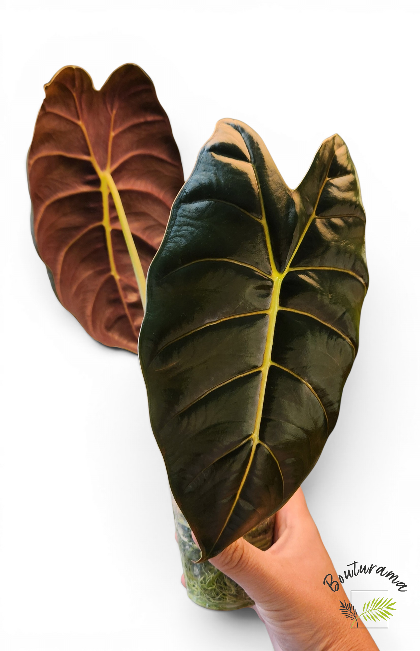 Alocasia Golden Bone