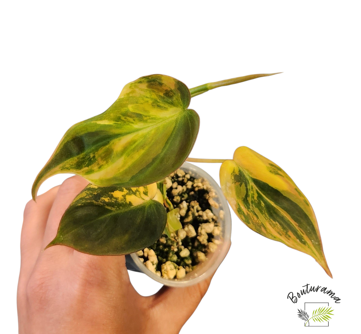 Philodendron Micans Variegata